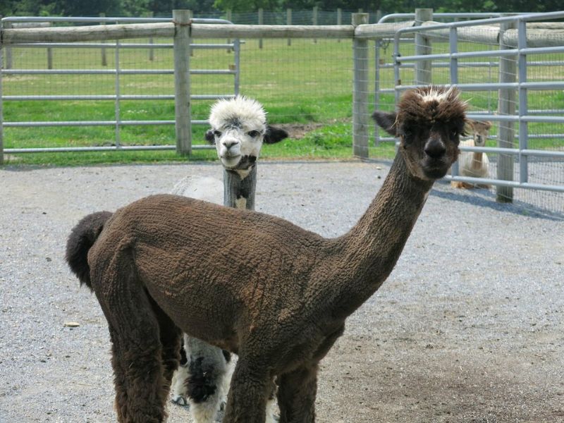 the Alpacas of Eastland Alpacas