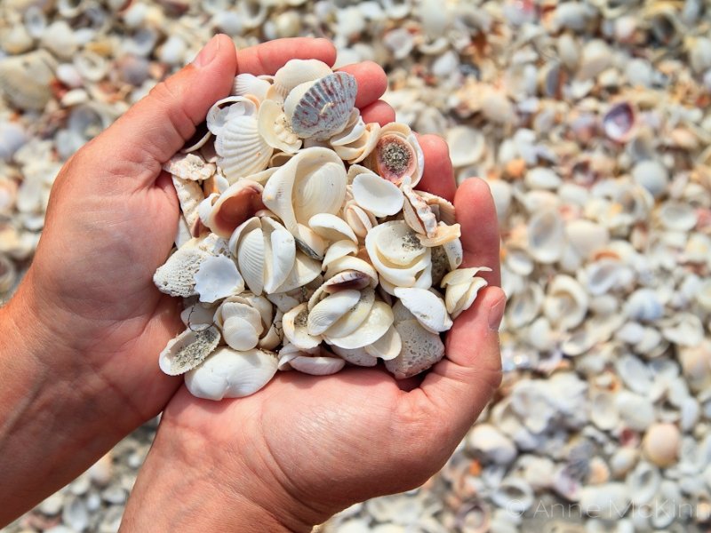 Collect shells of Sanibel
