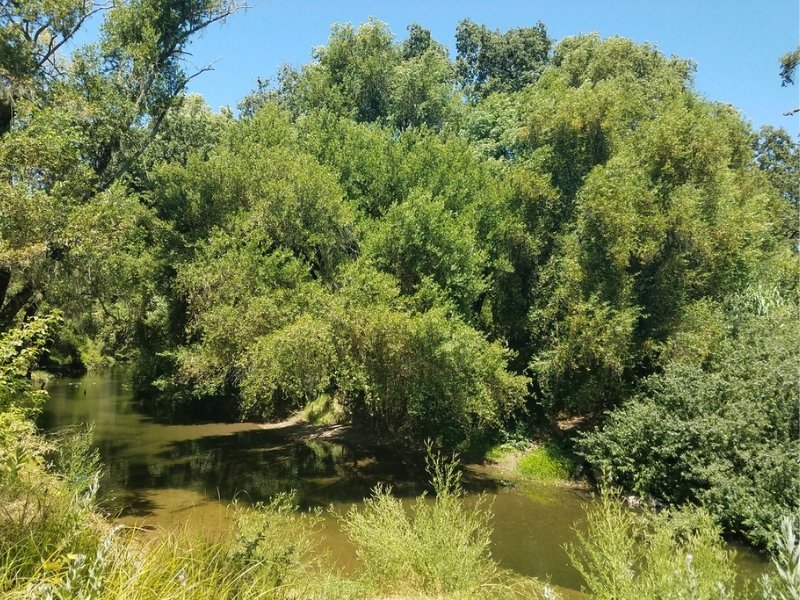 Napa River Ecological