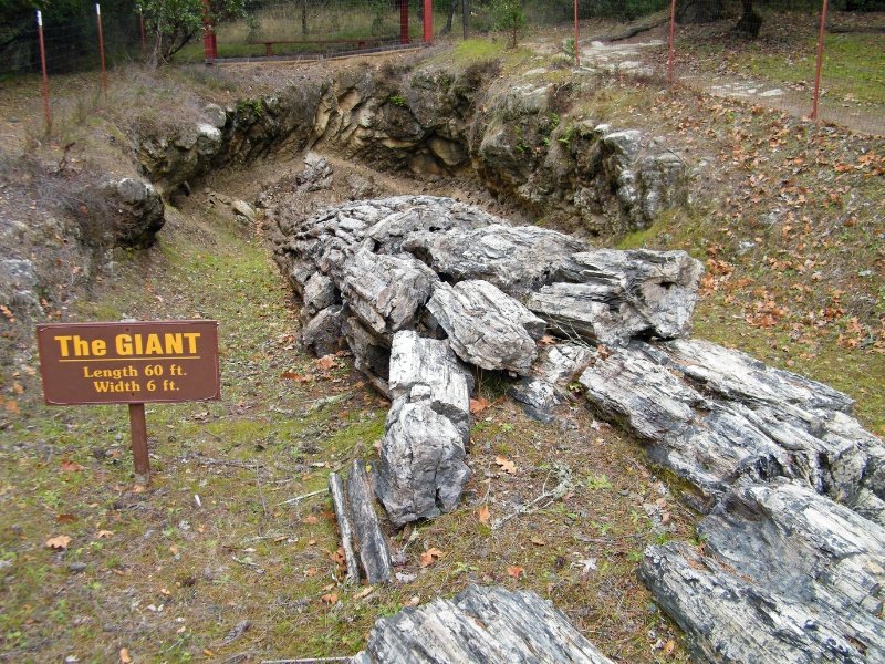The Petrified Forest