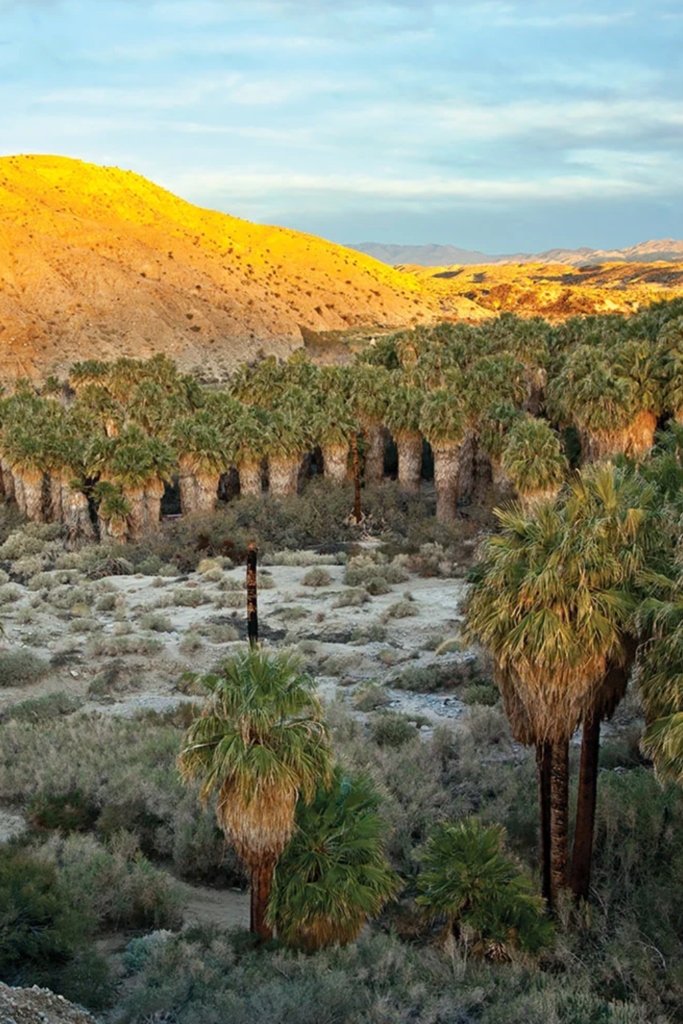 Coachella Valley Preserve Thousand Palms oasis California fan palms babymoon 2026