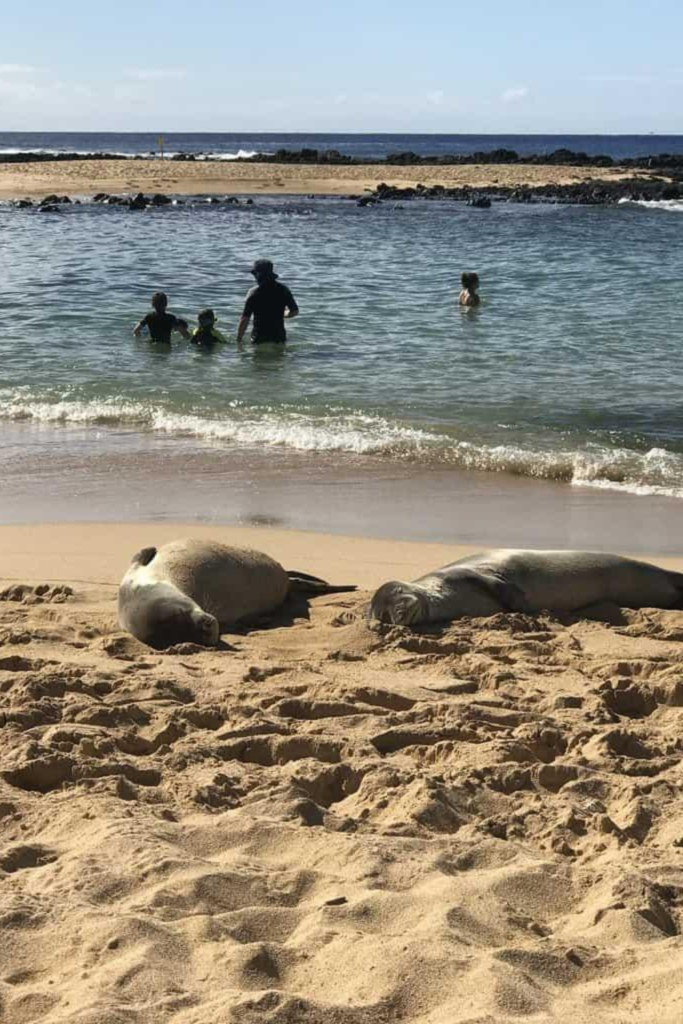 Poipu Beach Kauai Hawaii sunny calm water monk seal babymoon 2026