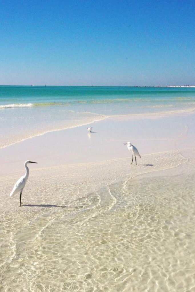 Sarasota Florida Siesta Key beach Gulf quartz sand babymoon couples 2026