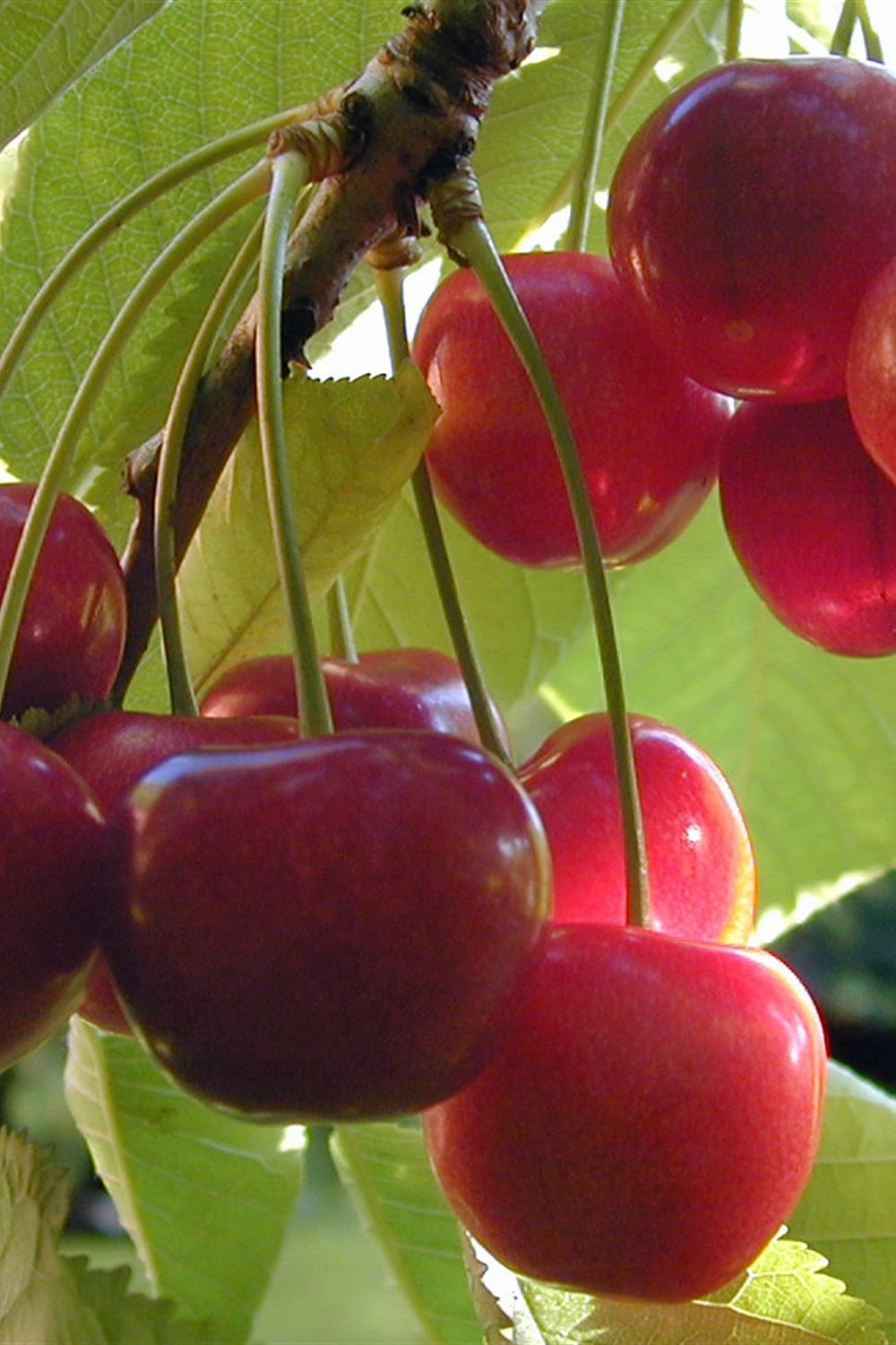 Ripe cherries growing on a branch