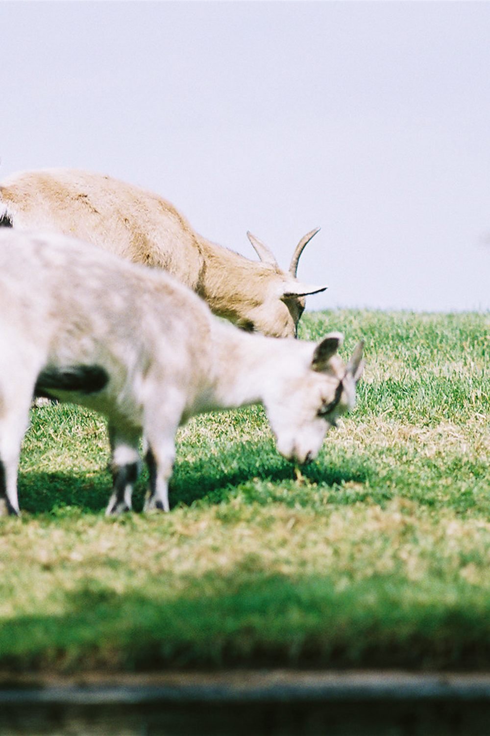 Goats grazing on the roof at Al Johnson’s in Sister Bay